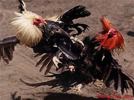 Bí Quyết Chơi Đá Gà Hiệu Quả